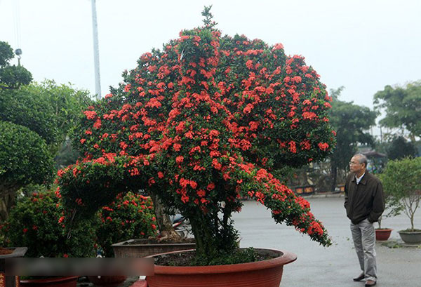 Ngỡ ngàng cặp chim công mẫu đơn khổng lồ khoe sắc ngay giữa Thủ đô